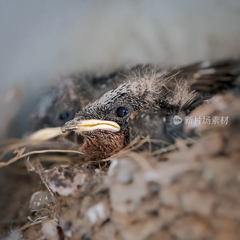 迎新燕子(Hirundo neoxena)